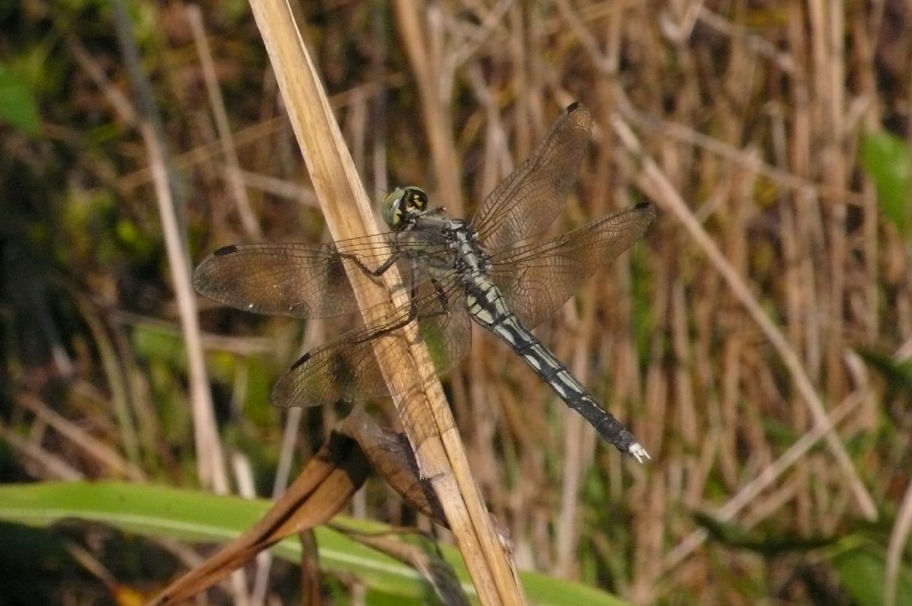 Orthetrum albistylum (femmina)